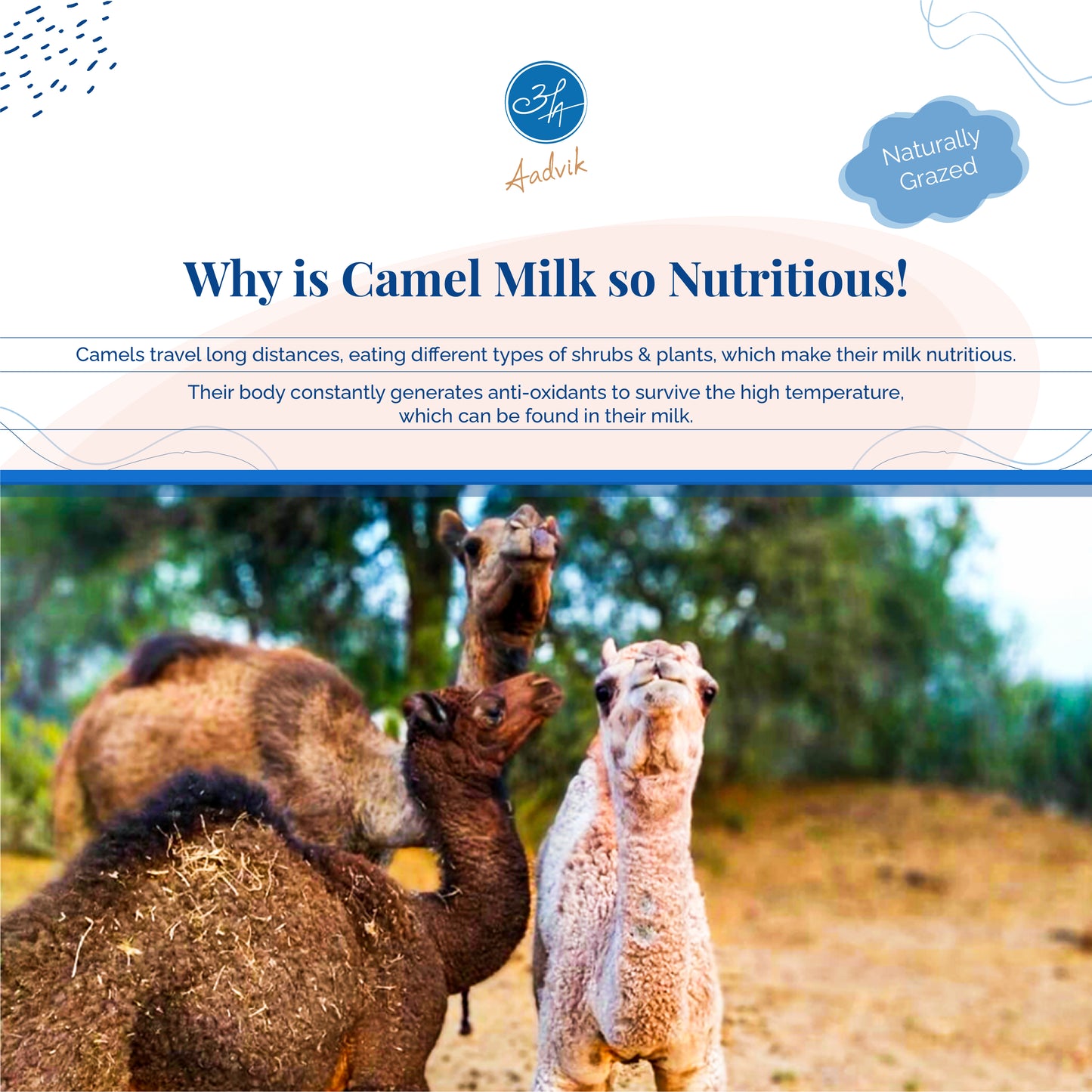 Instant camel milk powder