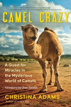 Camel Crazy 